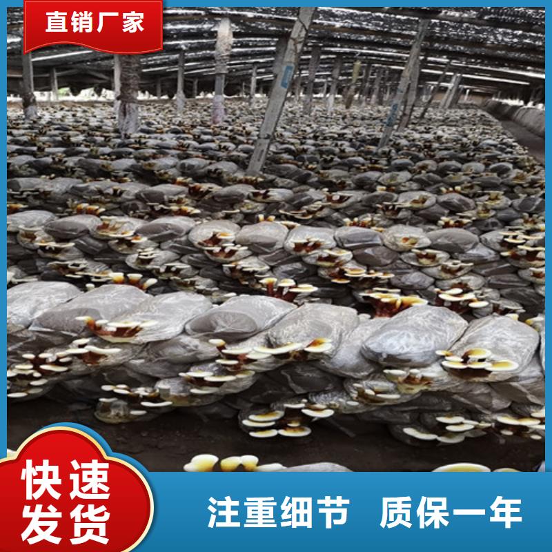 靈芝養殖技術轉讓全攻略 優質生產廠家與型號齊全的技術服務